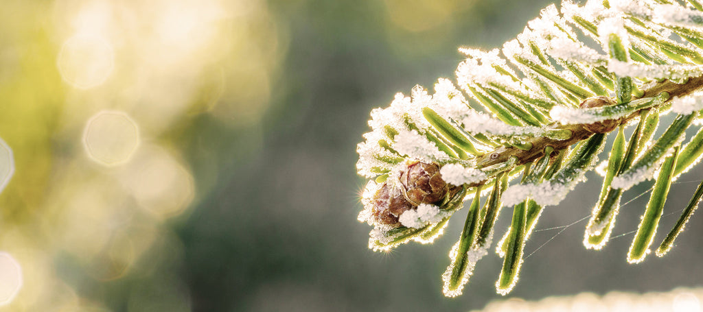 An extreme close up of Canadian Balsam Fir needles.