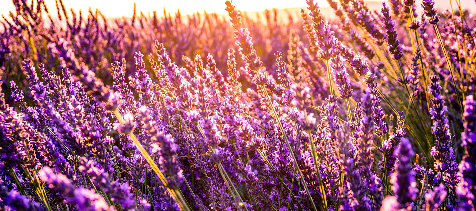 Image of lavender flowers in field