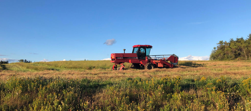 Lily Pond Farms harvester in a field of Crambe.