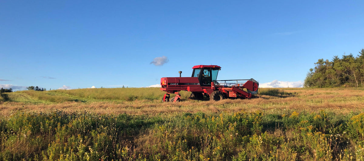 Lily Pond Farms harvester in a field of Crambe.