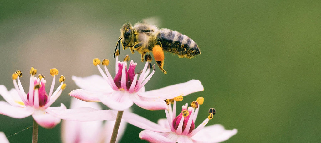 All About The Bees