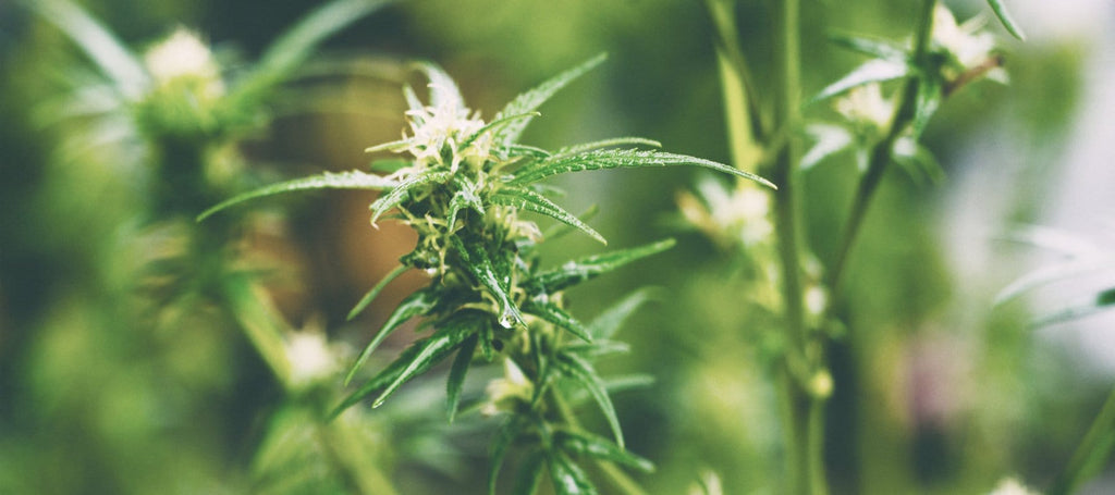 hemp oil