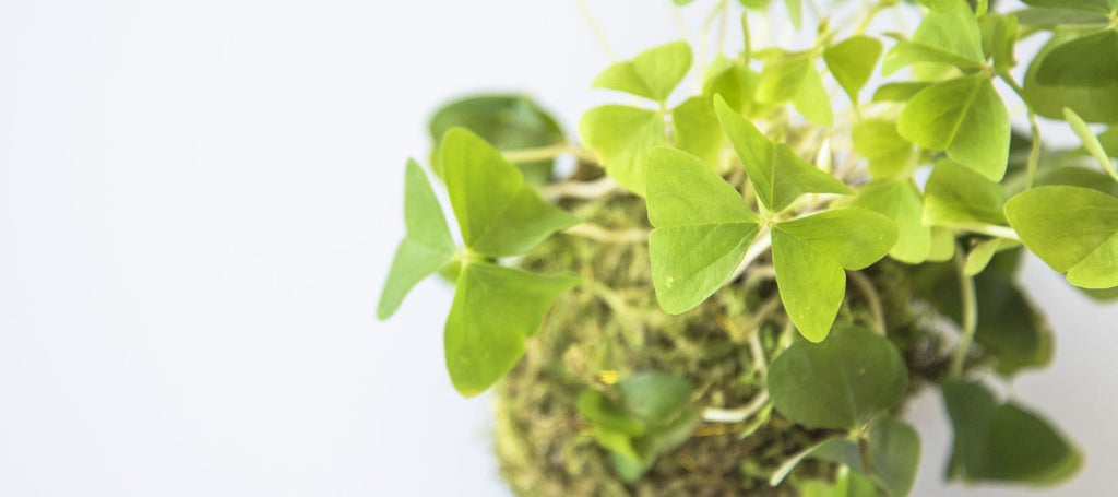 shamrock plant