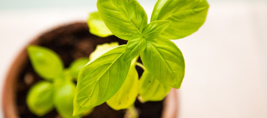 benefits of basil