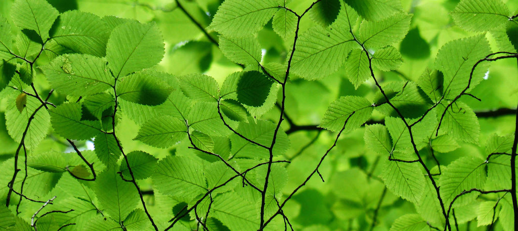 The Tree of Everlasting Youth