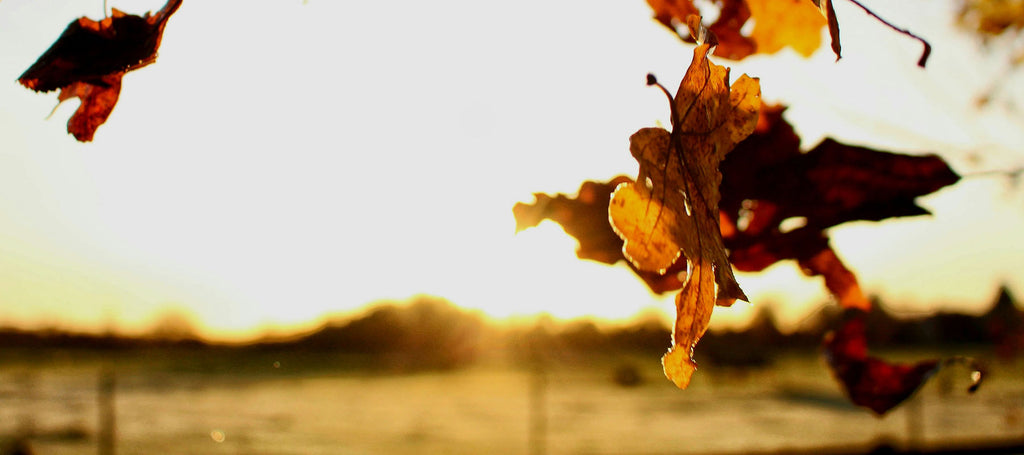 what we are grateful for