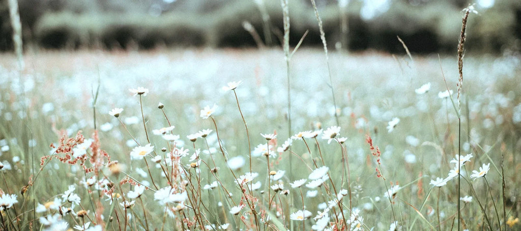 field of flowers