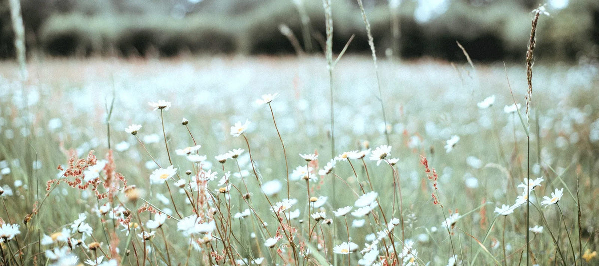 field of flowers