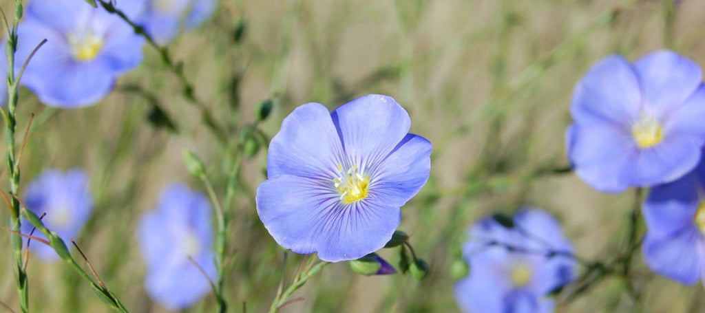 flax seed oil