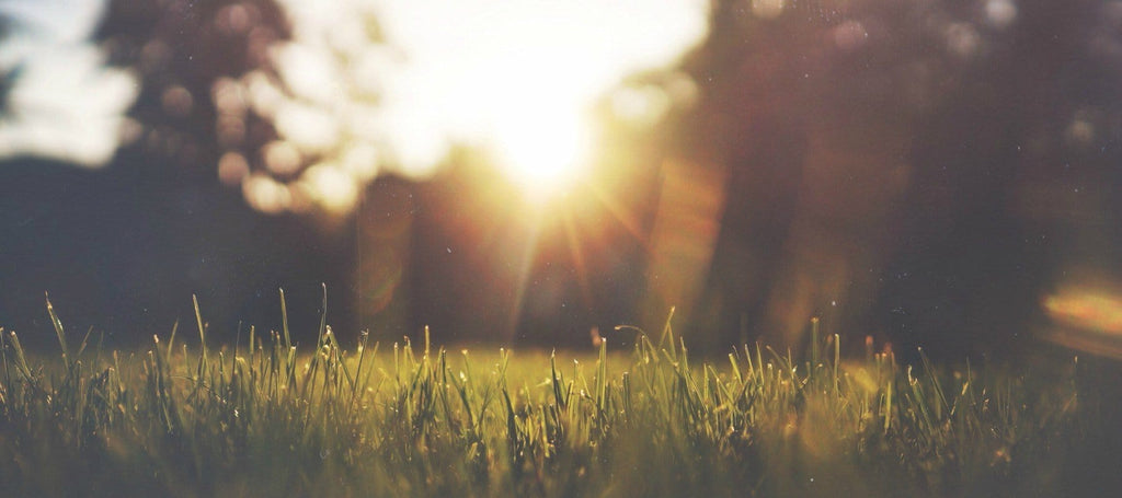 sun beaming on blades of grass on a summer evening.