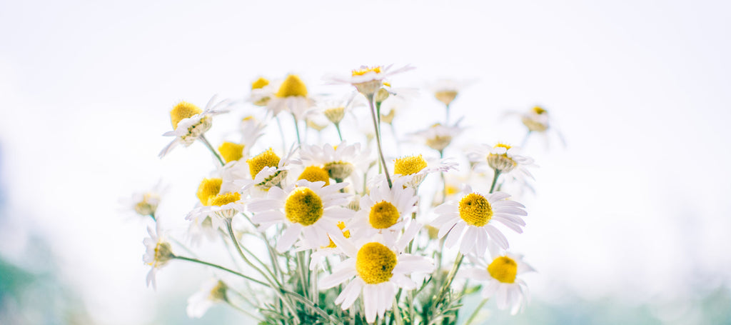 Chamomile & Cucumber Mask for Sensitive Skin