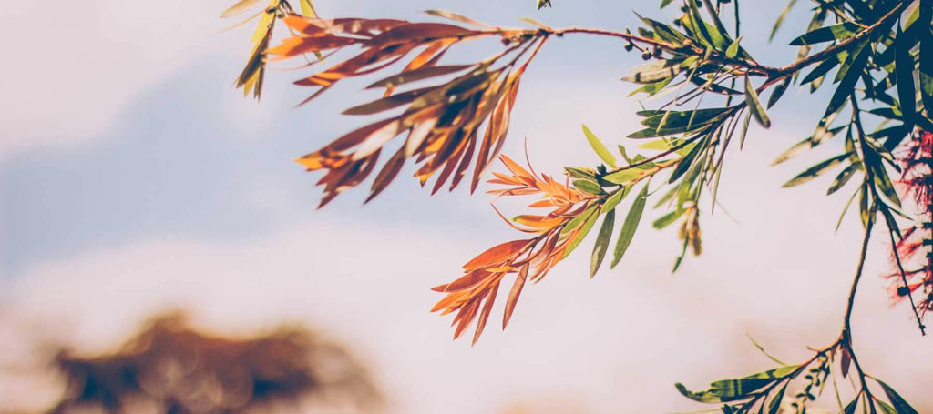 Tree branches in Fall