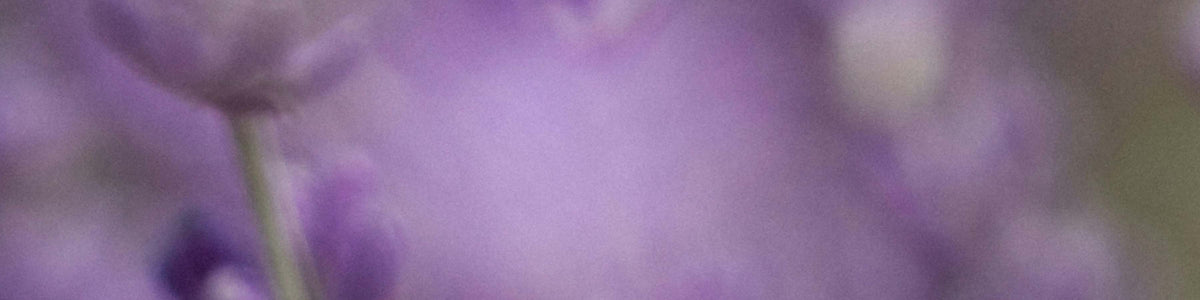 Purple lavender
