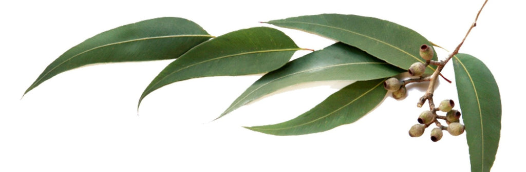Eucalyptus