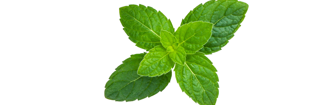 Products Made With Peppermint