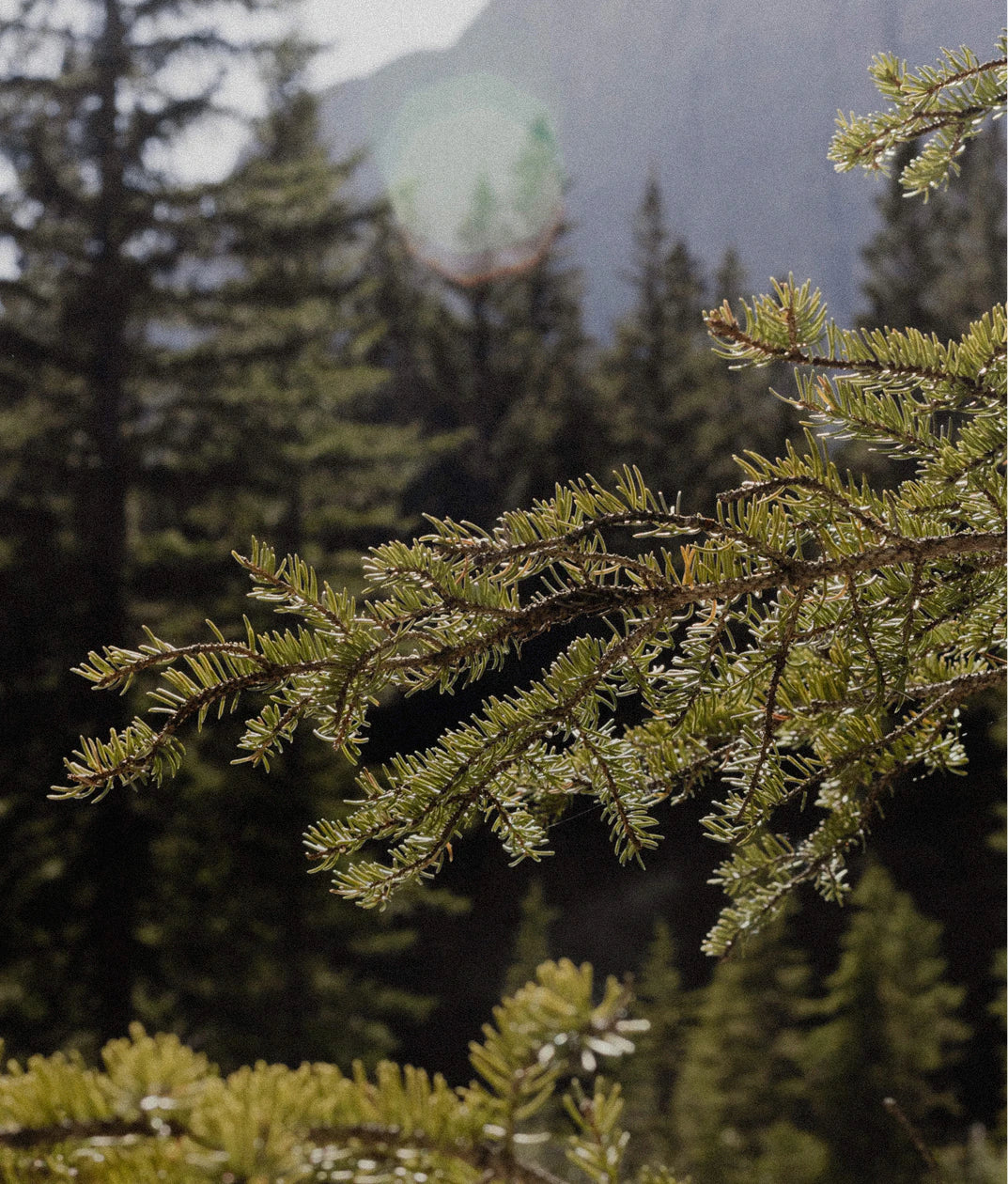 Spruce boughs in a Rocky Mountain forest