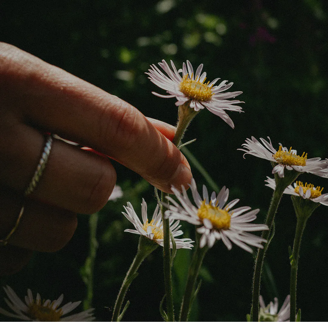 A hand reaching towards wild daisies growing in shade
