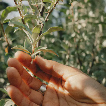An open hand holding a small green cutting taken from a shrub