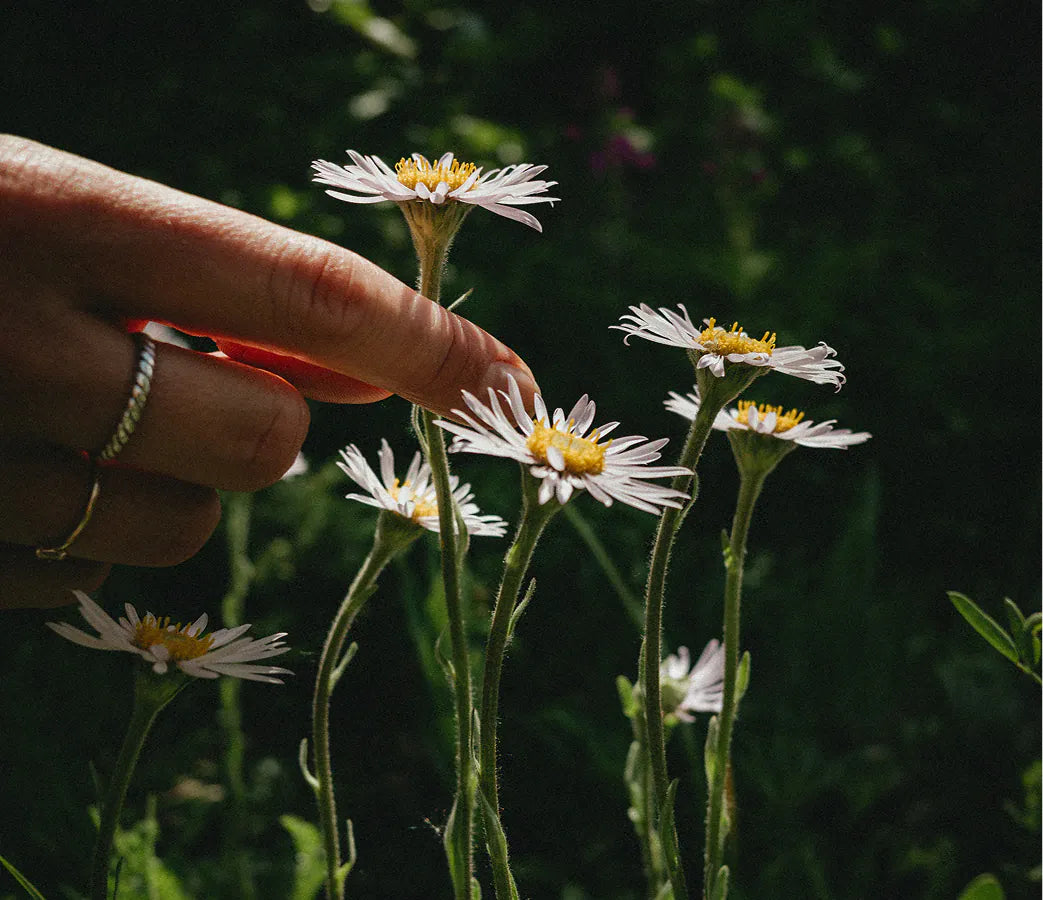 A hand reaching into a stand of wild daisies