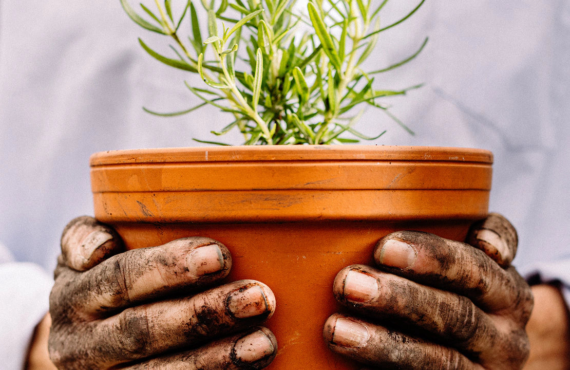 Soil-covered hands holding a terracotta pot of rosemary